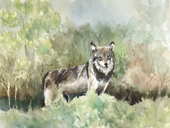 At the Edge of the Woods