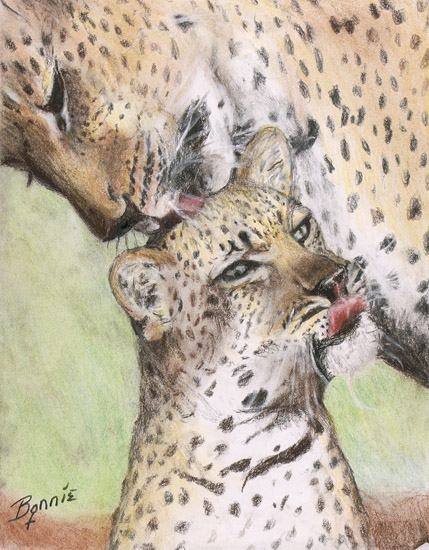 Cheetahs