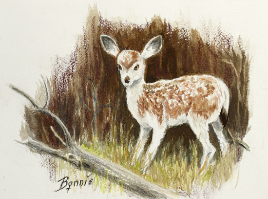 Fawn