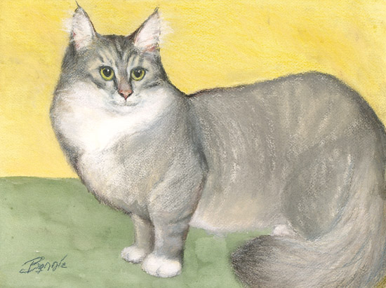 Grey Cat