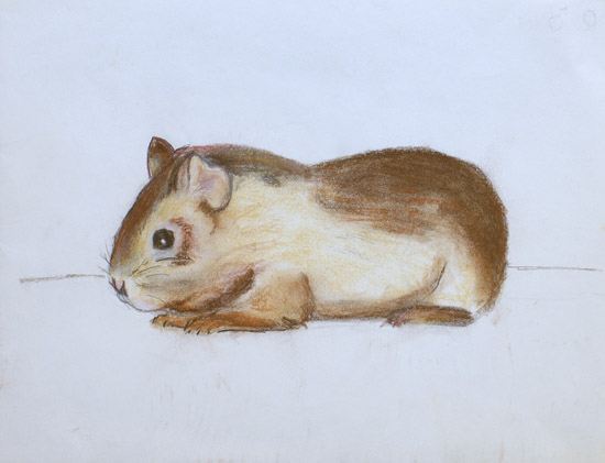 Hampster