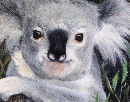 Koala