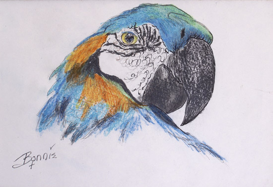 Macaw