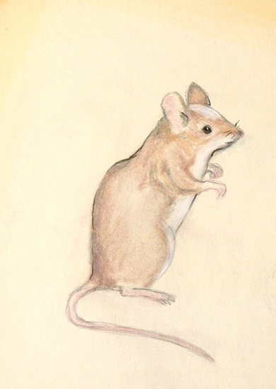 Mouse
