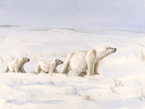 Polar Bear Family