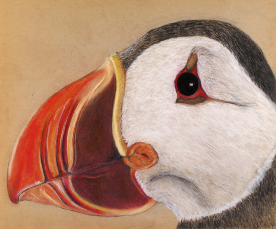 Puffin