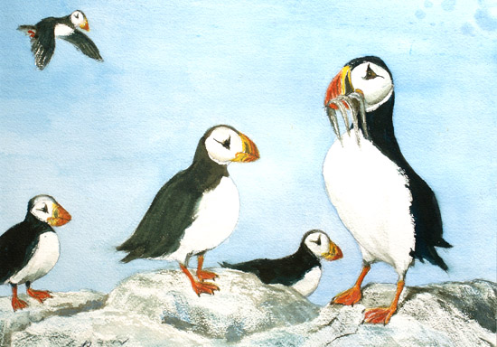 Puffins