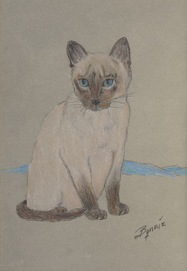 Siamese Kitten