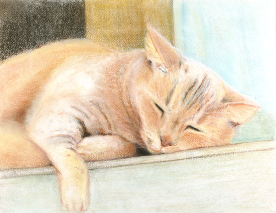 Sleeping Cat