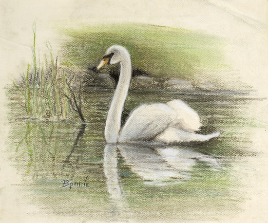 Swan's Reflection
