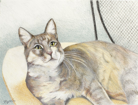 The Lounging Cat