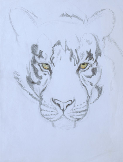 Tiger Study