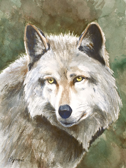 Wolf Endangered