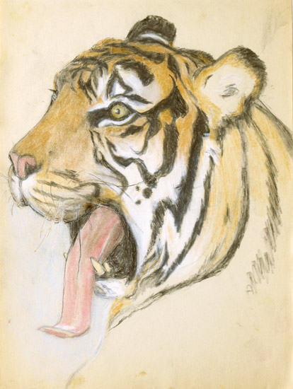 Yawning Tiger