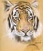 Bengal Pastel