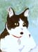 Black & White Cat