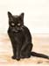 Black Cat