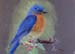 Bluebird