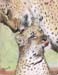 Cheetahs