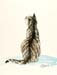 Curious Tabby