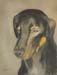 Doberman