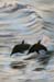 Dolphins