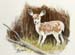 Fawn
