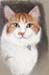 Green Eyed Cat