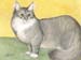 Grey Cat