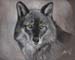 Grey Wolf