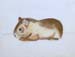 Hampster