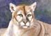 Lioness