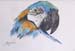 Macaw