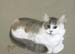 Miss Kitty