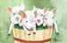 Piglets