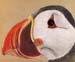 Puffin