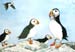 Puffins