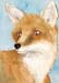 Red Fox