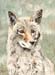 Red Wolf