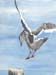 Seagull Landing