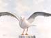 Seagull