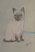 Siamese Kitten