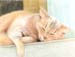 Sleeping Cat