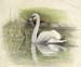 Swan's Reflection