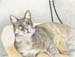 The Lounging Cat