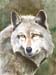 Wolf Endangered