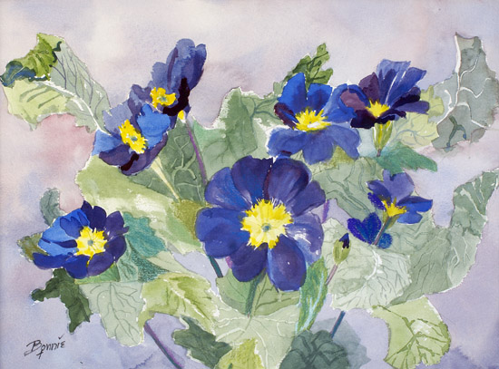 Blue Garden Primrose
