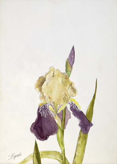 Burgeoning Iris