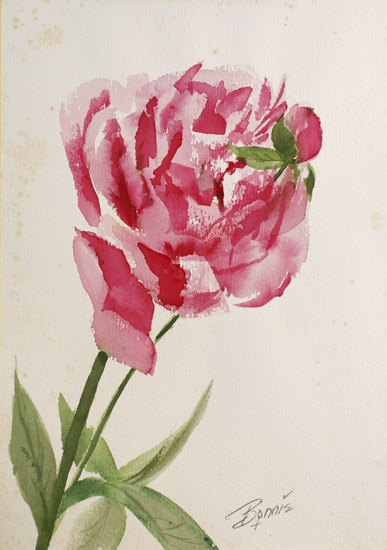 Cherry Rose