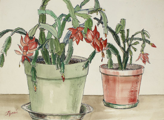 Christmas Cactus